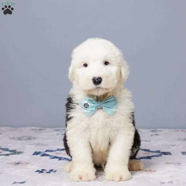 Austin, Old English Sheepdog Puppy